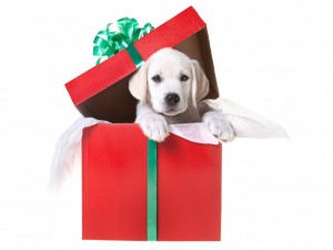 Создать мем: подарок, labrador retriever, подарок собака в коробке