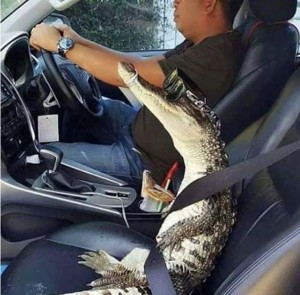 Create meme: alligator, interior crocodile alligator, machine crocodile photo