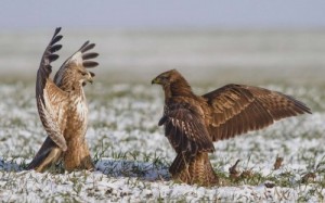 Create meme: birds of prey of Mordovia photo with names, birds of prey of Dagestan, eagle Wallpaper