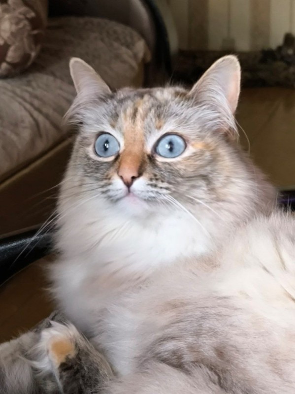 Создать мем: кот с выпученными глазами, cat, нева кошка