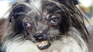 Create meme: terrible breed of dog, Chinese crested dog