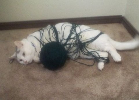 Create meme: cat , confused, the cat is tangled in the thread