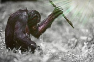 Создать мем: обыкновенный шимпанзе, обезьяна шимпанзе, приматы