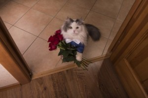 Создать мем: животные с букетами цветов картинки, фото кот с букетом цветов, кот и цветы