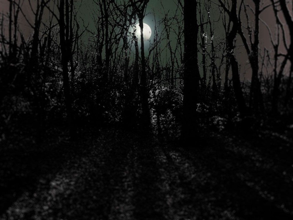 Create meme: black forest, darkness, night forest 