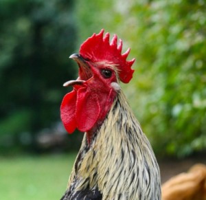 Create meme: cock PNG, Serezha cock, photo shouting cock