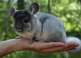 Create meme: chinchilla grey