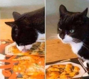 Создать мем: кот еда, животные забавные, мемы с котом за столом