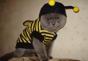 Создать мем: кот в костюме пчелы, коты, котик билайн