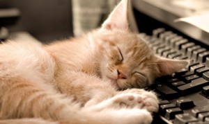Создать мем: спит на клавиатуре, кот котенок, кошка