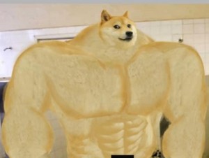 Create meme: doge Jock, doge muscular, Jock the dog and you learn