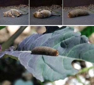 Create meme: winter moth operophtera brumata, pests, the larva of a cat