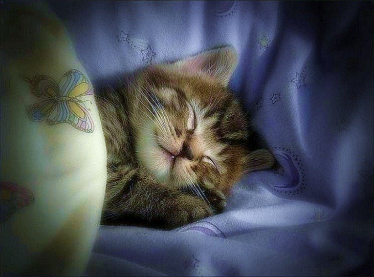 Создать мем: красивых снов, спокойной ночи красивые, спокойной ночи милый котик
