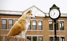 Create meme: akita inu movie hachiko, the dog Hachiko, a shot from the movie hachiko