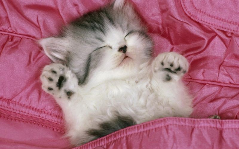 Создать мем: милая кошечка, красивые котята, спящий котенок