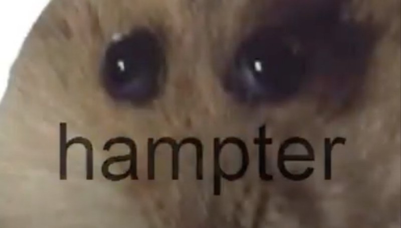 Create meme: hamster , memes animals, animals cute