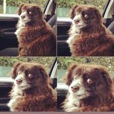 Create meme: turn on the shoof dog, the dog in the car meme, shufik the dog