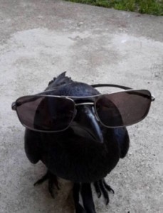 Создать мем: смешной ворон, смешная ворона, голубь в черных очках