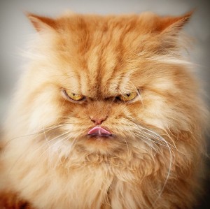 Создать мем: злая кошка, кот в гневе, очень злой кот