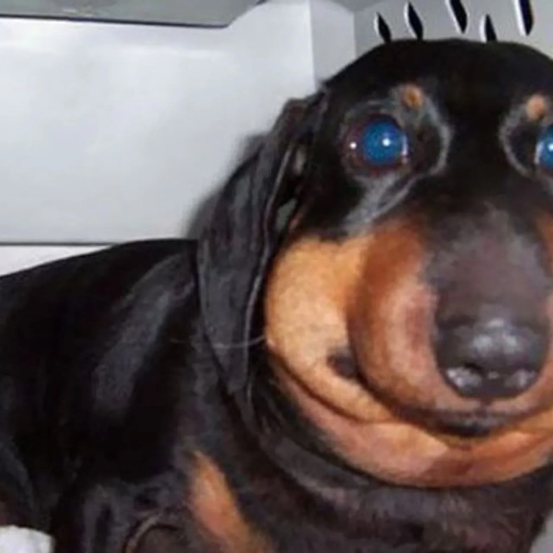 Create meme: animals bitten by bees, a dog bitten by bees, the dachshund is funny