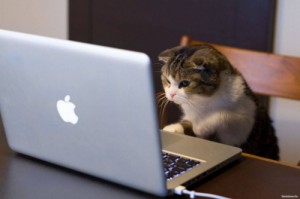 Создать мем: компьютер, кошка, ноутбук