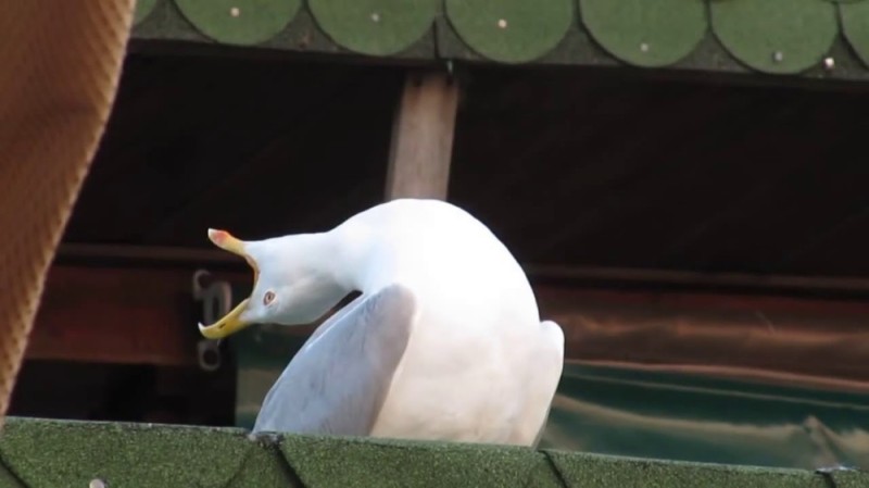 Create meme: neighing seagull, meme Seagull , screaming Seagull