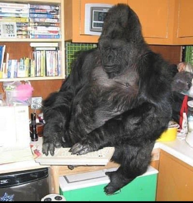 Create meme: the gorilla Koko, the gorilla is big, gorilla 