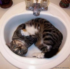 Создать мем: sink, приколы с котами топовая подборка, воду отключили