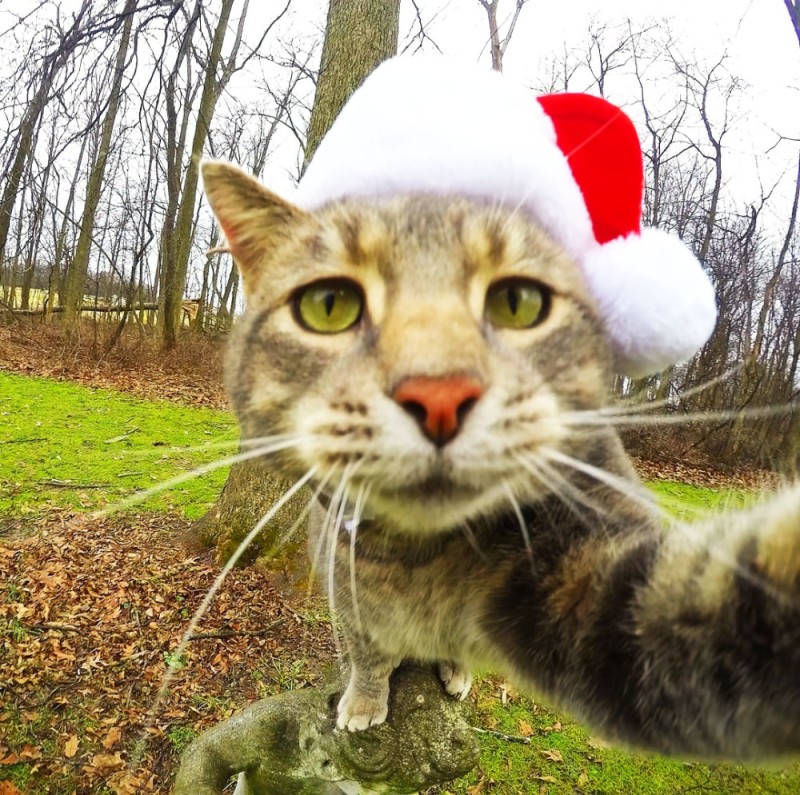 Create meme: new year 's cat, selfie cat, cat 