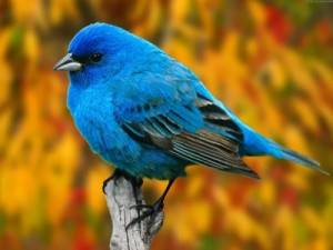Создать мем: indigo, beautiful birds, mavi kuş