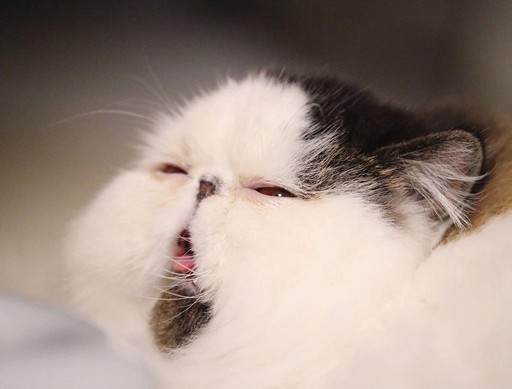 Создать мем: котики, кот зуу из японии, кот экзот зуу