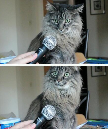 Create meme: surprised cat with microphone meme, memes with a cat with a microphone, cat interview