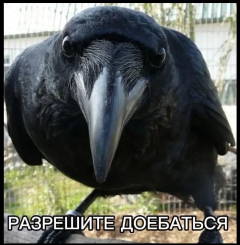 Создать мем: ворон ворона, ворон черный, смешная ворона