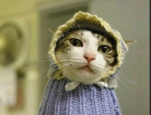 Создать мем: смешная кошка, котик в свитере мем, смешные котики