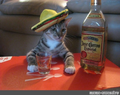 Пьяный Кот Фото