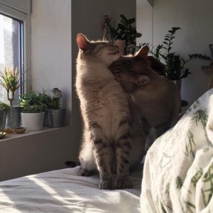 Создать мем: cat, котики, cat tumblr