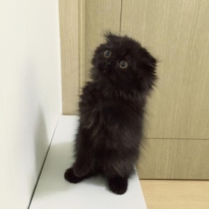Create meme: fluffy, black cat, big eyes
