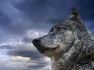 Create meme: grey wolf, wolf, proud wolf