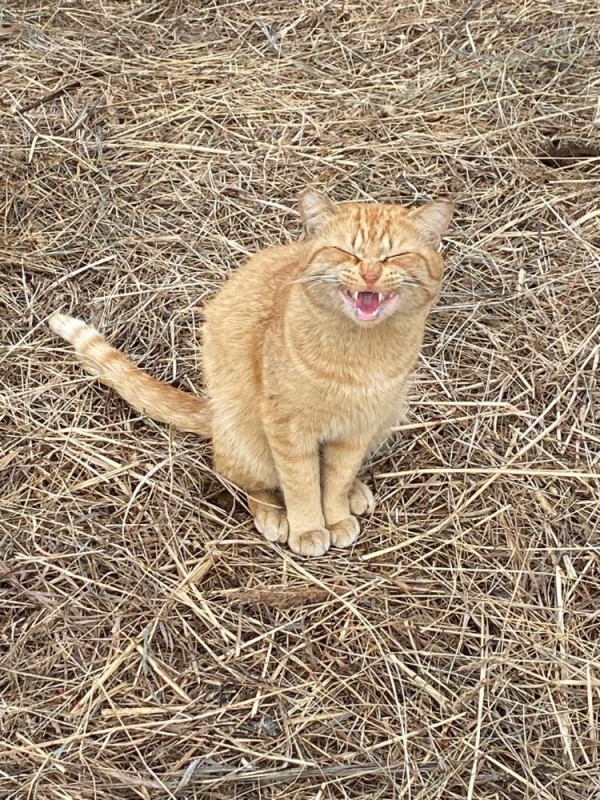 Create meme: red - haired yard cat, evil ginger cat, sly red cat