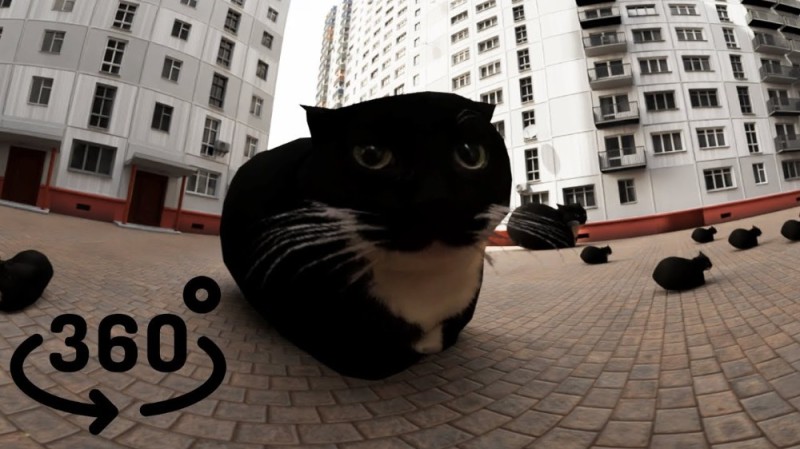 Создать мем: уличный кот, maxwell cat roblox, кот