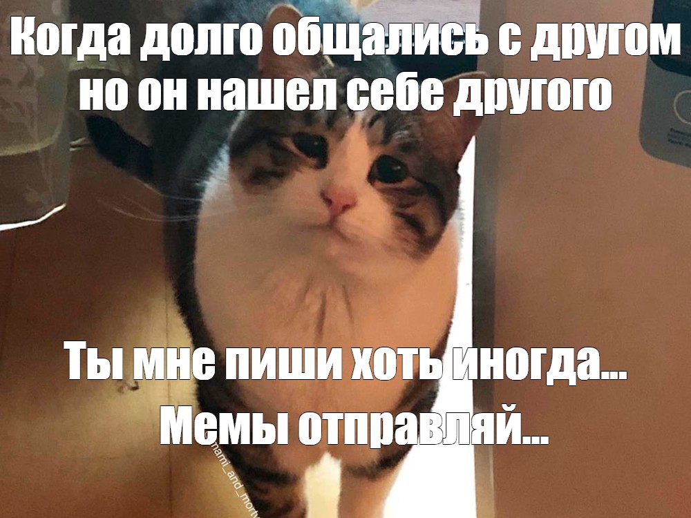 Поделиться в Twitter. #грустный кот мем. keyboard_arrow_left Выбрать другой...