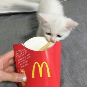 Создать мем: котик, crying kitten with french fries, котики в макдональдсе