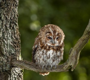 Создать мем: tawny owl, сова птица, грустная сова картинка