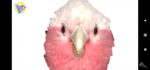 Создать мем: какаду попугай голос, попугай какаду розовый в клетке, розовый попугай милый