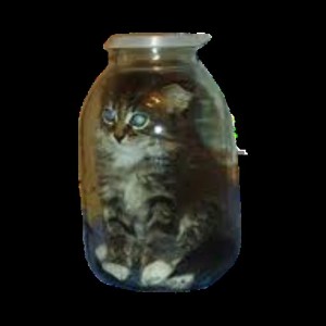 Create meme: cat in the can, the cat in the Bank