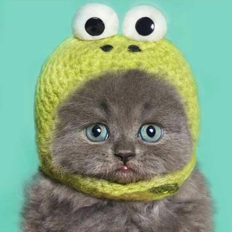 Создать мем: котик в шапочке лягушки, котик в шапочке жабки, кот в шапке лягушки