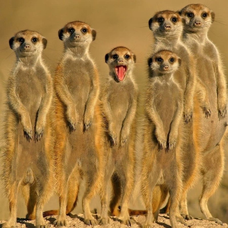 Create meme: meerkat , animal meerkat, meerkats are funny