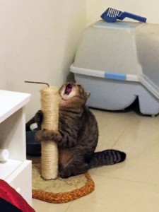 Создать мем: кошка, орущий кот, владимирский централ котик серенький