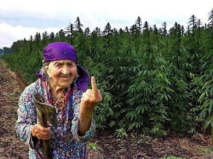 Create meme: hemp funny pictures, grandmother's Smoking marijuana., funny pictures about cannabis