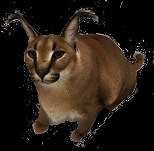 Создать мем: шлёпа русский кот каракал, каракал шлëпа, шлёпа каракал
